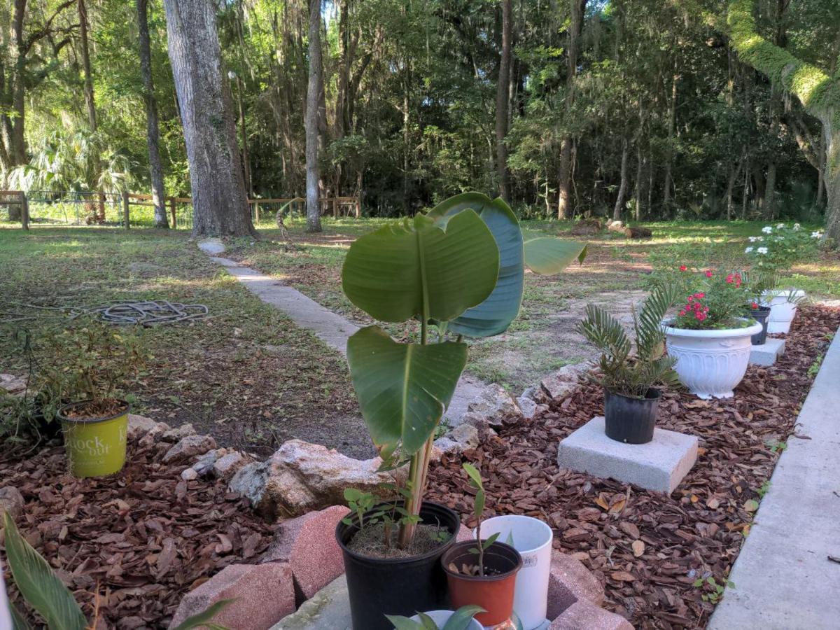 Micanopy Countyline Cottages Екстер'єр фото